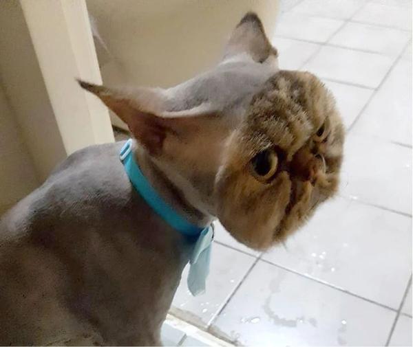 恐龙?