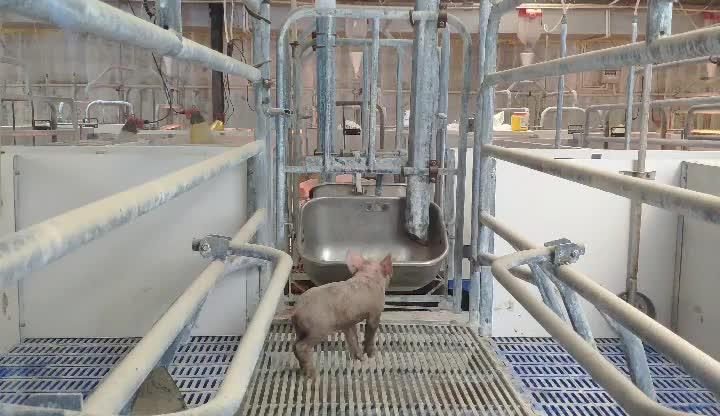 正邦集团给员工送车