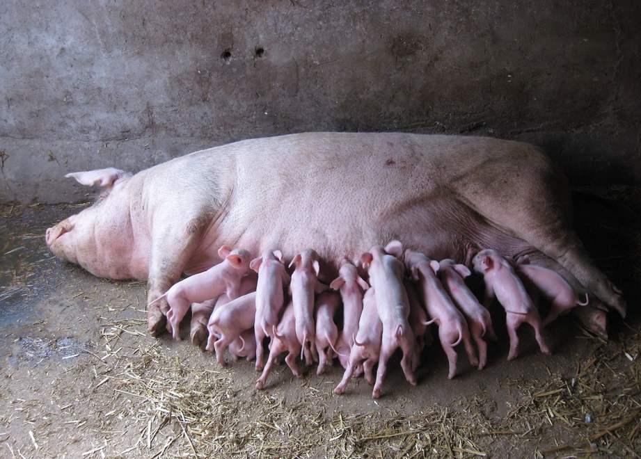 母猪产仔少的原因是什么想要提高母猪产仔量的偏方竟然是用它