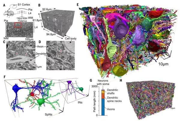 小鼠初级体感皮层第4层的密集神经元连接组重建.