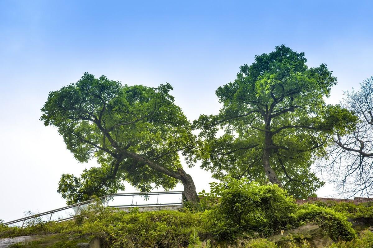 山上那棵黄葛树