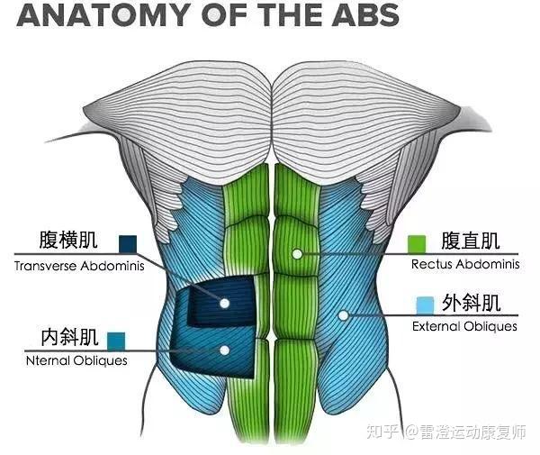 在教大家练习方法前我们要先了解腹部肌肉构成.