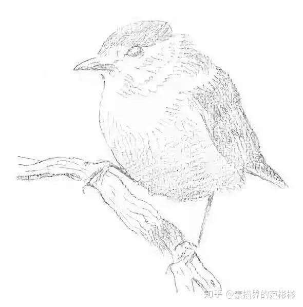 教程| 素描零基础五步学会画常见小动物