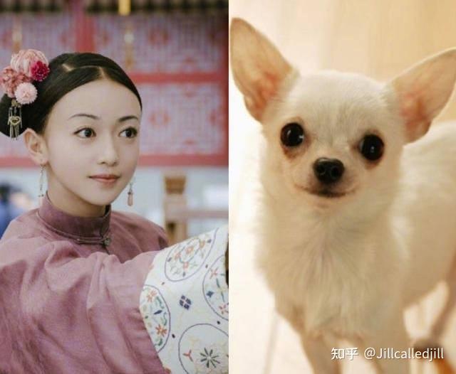 犬系长相的女孩子是什么样的