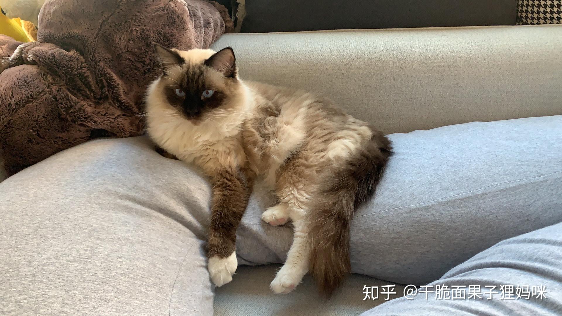 黑脸布偶会很丑吗