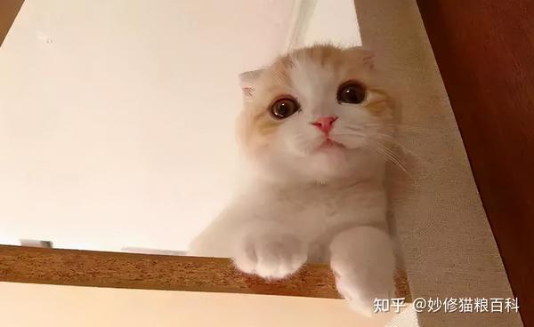 猫咪关心主人的6个表现全中的宠主也太幸福了吧