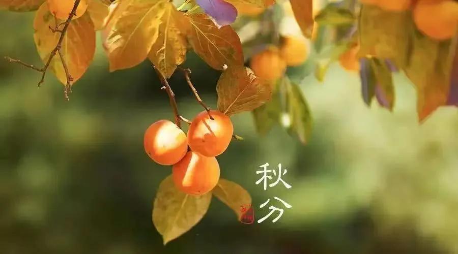 秋分时节愿你的生活也恰如其分