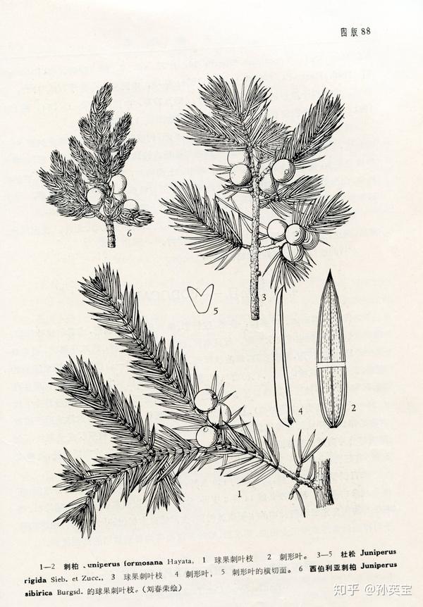 刘春荣为《中国植物志》绘制的刺柏(juniperus)植物图