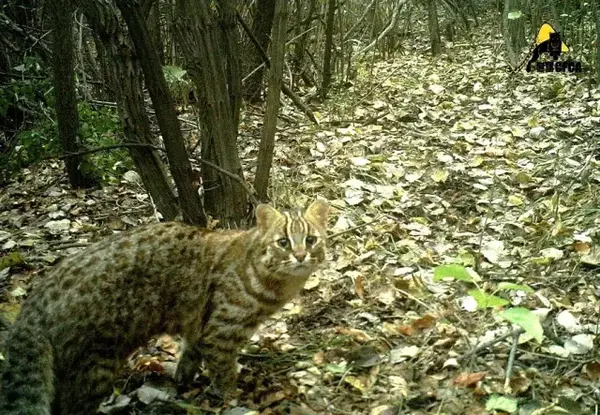 asian leopard cat,学名 prionailurus bengalensis)则是野生动物