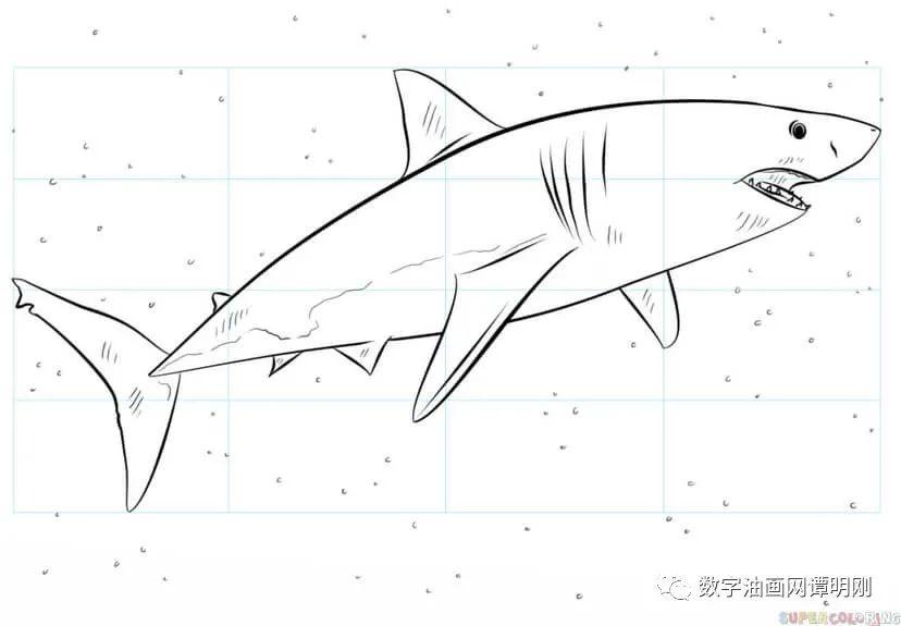 小学美术绘画活动教案教美术网教你如何画动物如何绘制锤头鲨简笔画