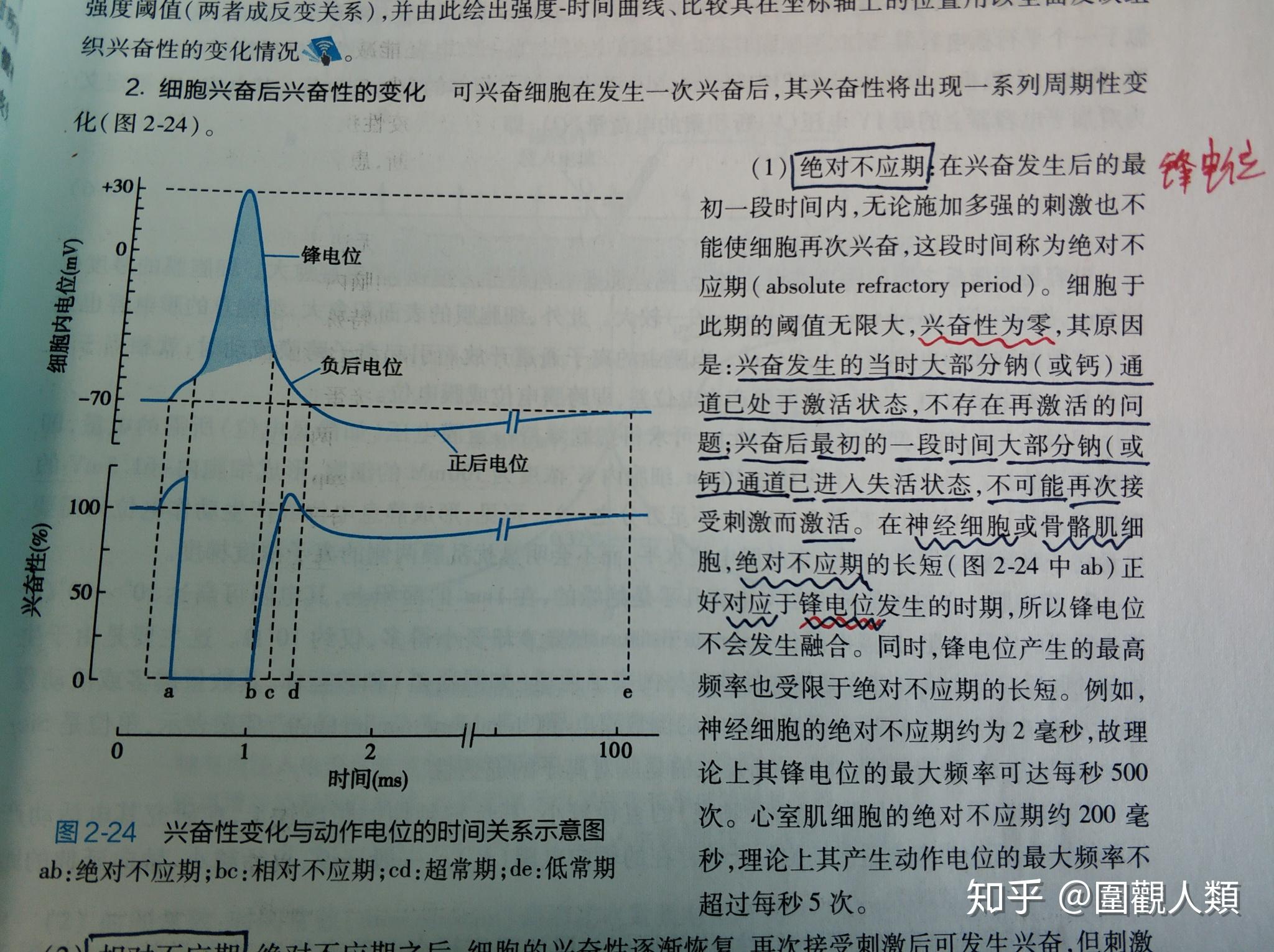 神经纤维的动作电位过程中绝对不应期时钠离子通道已经进入失活状态但