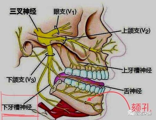 下牙槽神经支配区域广泛,受损伤后为什么只表现为下唇