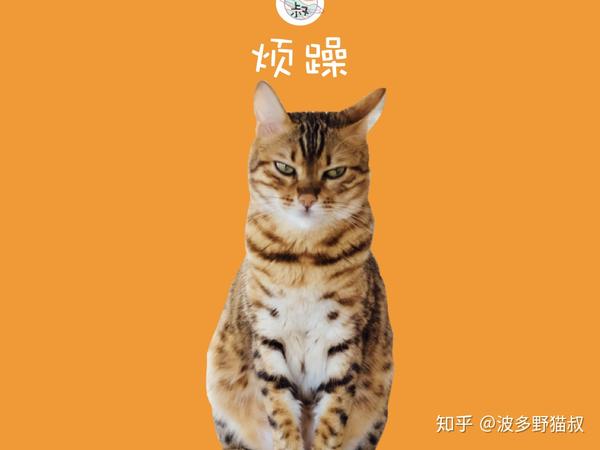 猫科智慧猫的情绪与肢体语言你读懂了吗