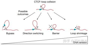 Ctcf Is A Dna Tension Dependent Barrier To Cohesin Mediated Loop