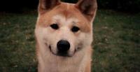柴犬性格以及喂养方式