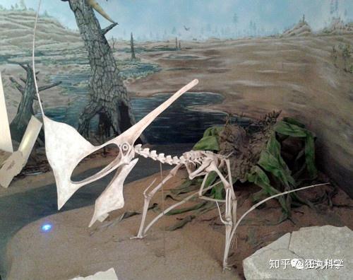 8米,生活在1亿1千万年前,化石表明它刚刚吃掉了一只翼龙.