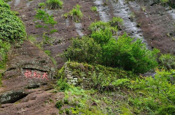 母树大红袍:是指武夷山九龙窠岩壁上的3棵6小株,茶树品种是北斗和