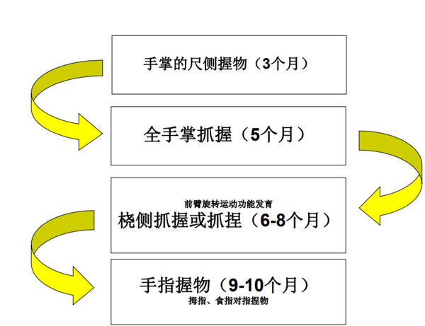 (1)由无意识抓握向随意抓握发育  (2)由手掌的尺侧抓握向桡侧抓握发育