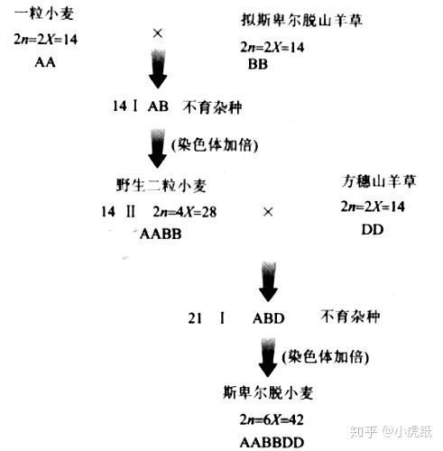 四倍体是啥