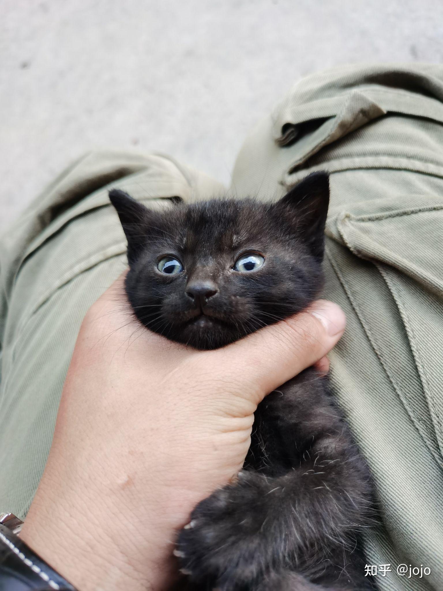 黑猫都是什么品种的怎么才能得到一只纯黑色的猫