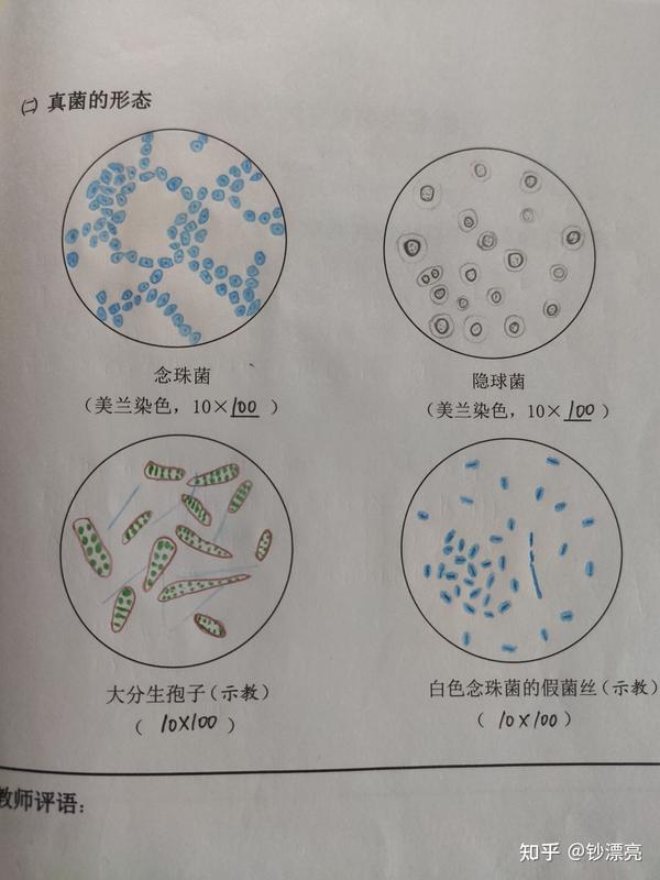 微生物实验报告