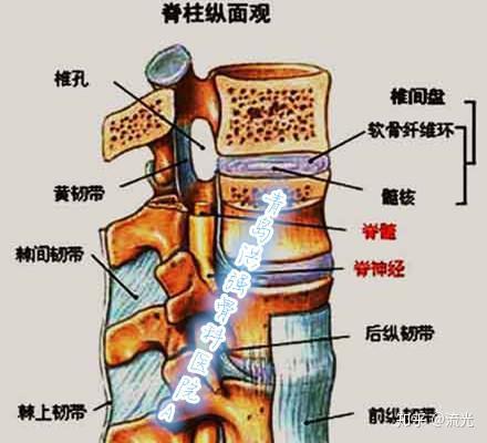 椎管狭窄的种类很多,原因复杂,有些原因尚不完全清楚,但腰椎和椎间