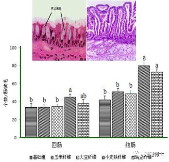 不同纤维来源对仔猪肠道杯状细胞数目的影响(引自chen et al., 2013)