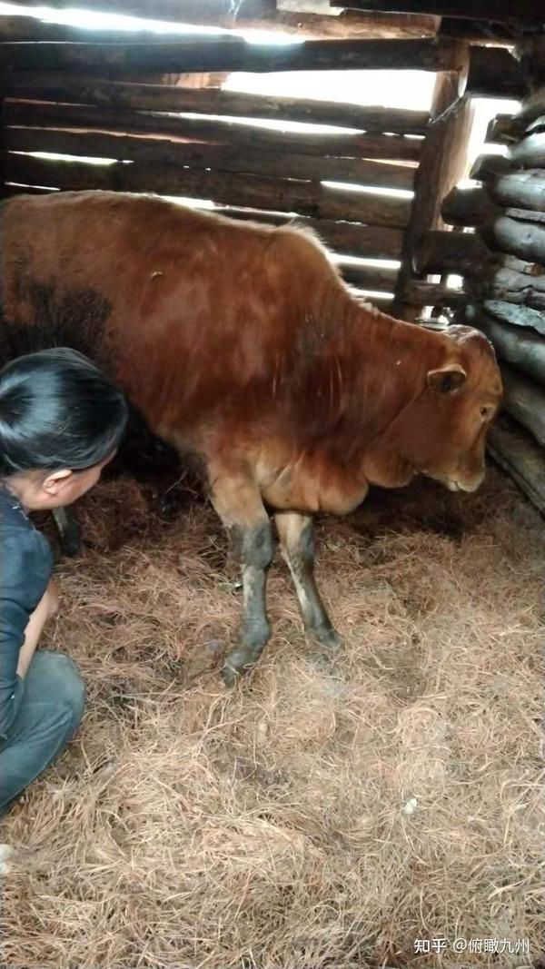 3 诊断  本人和助手对病死牛肿胀部位的肌肉,水肿的液体,肝脏和淋巴