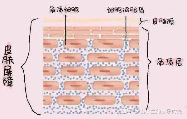 不然会损伤角质层; 这种情况在秋冬尤为常见,皮肤干燥会导致产品吸收