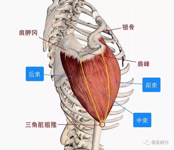 健身大讲堂三角肌