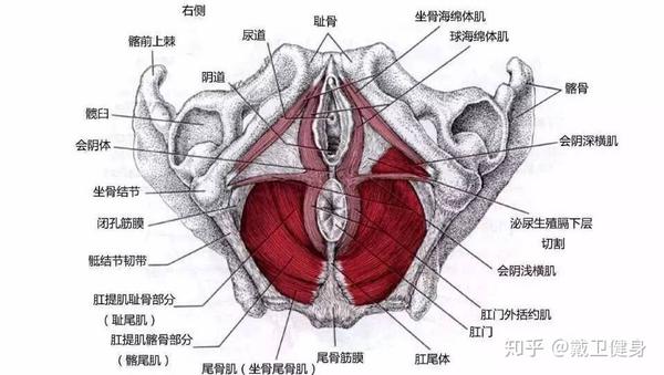 结构,按纤维起止和排列,由前向后外依次为分为 耻骨阴道肌,耻骨直肠肌