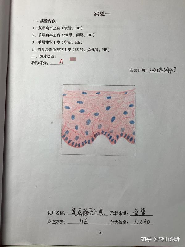 组胚实验红蓝铅笔手绘图