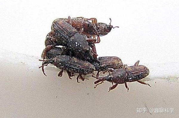 米象虫足够让人恶心,自相残杀和互相陷害是家常便饭,还爱同性恋