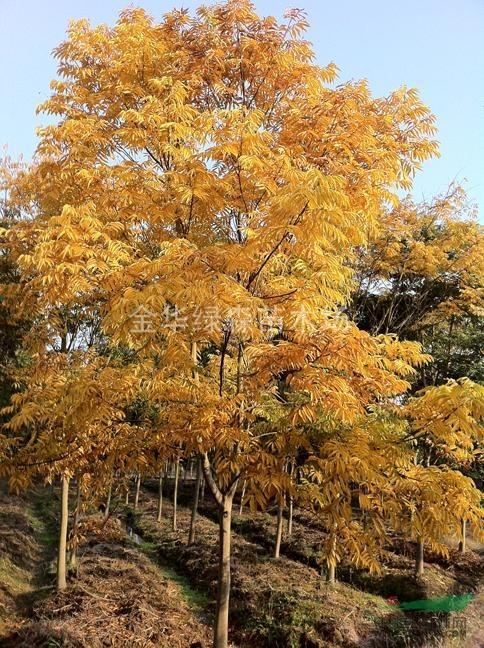 无患子几月份移栽及大苗移植技术方法