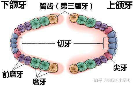 三,牙齿的生长发育牙齿生长与骨骼有一定关系,但因胚胎来源不完全相同