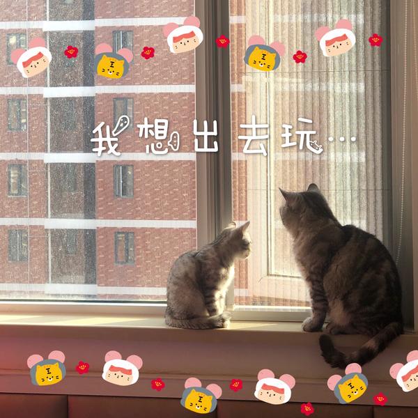 武汉"封城"第11天 俩毛孩子居然都在看窗外.为娘也想出去玩啊.