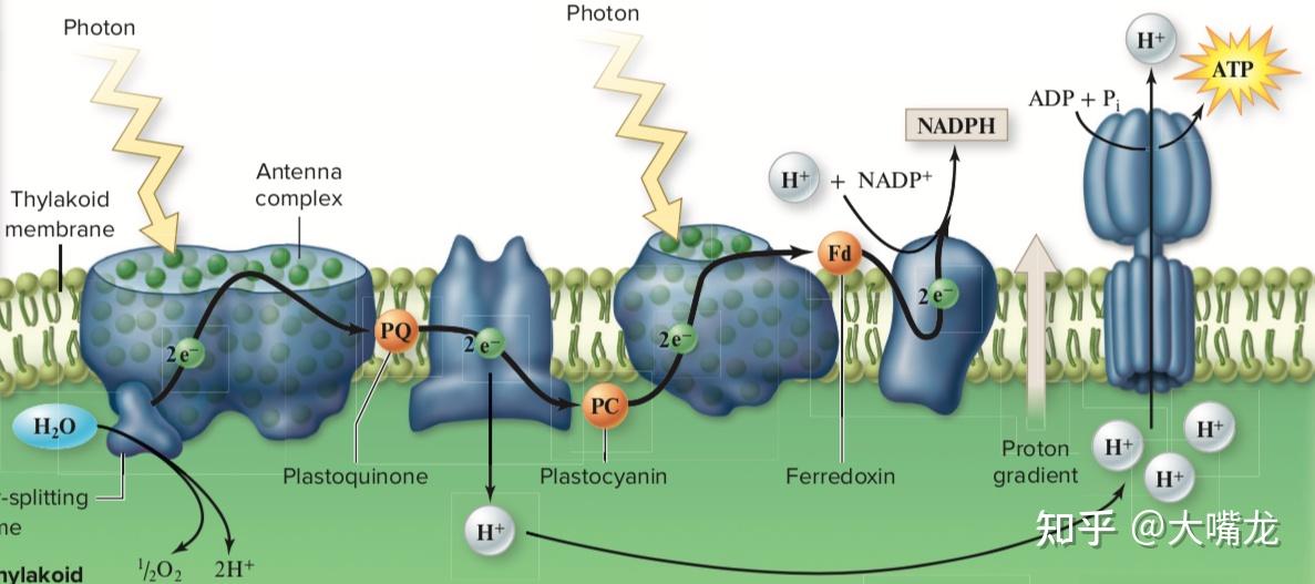 高中生物光合作用里nadph和nadp是啥怎么变换的