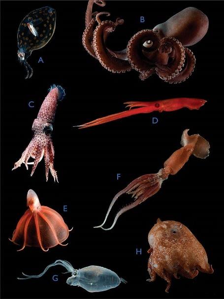 深海头足类动物有哪些?