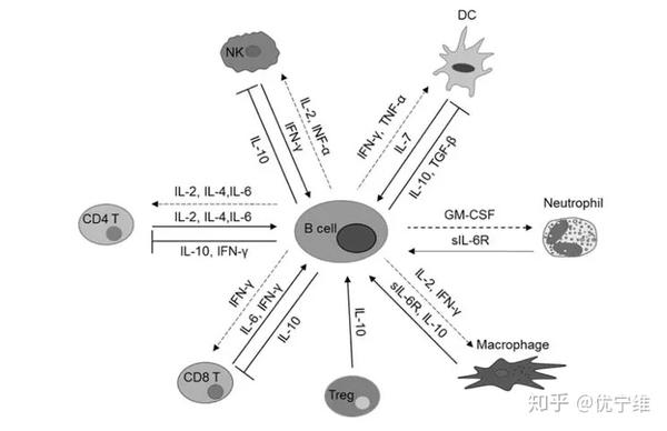 b细胞分泌的细胞因子受到其他免疫细胞类型提供的外在信号传导的调节