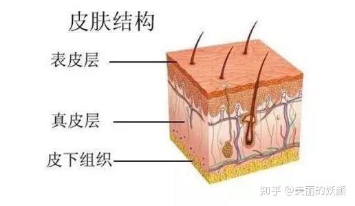 1,皮肤的组成     皮肤的层次可分为三大部分:表皮,真皮,皮下组织.