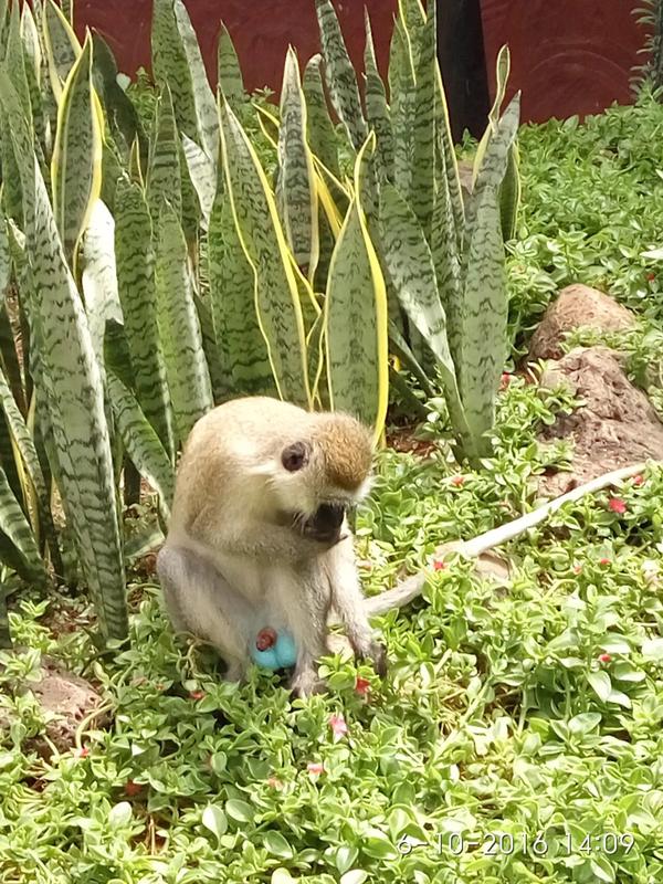 我会说我遇到了蓝色蛋蛋的猴子吗……百度了一下,貌似是近十几年才