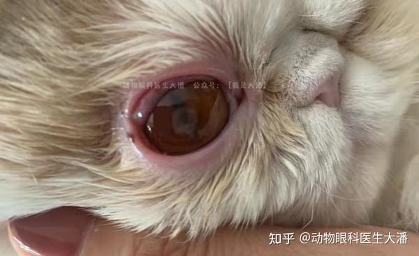 猫角膜坏死,角膜腐骨怎样保守治疗?