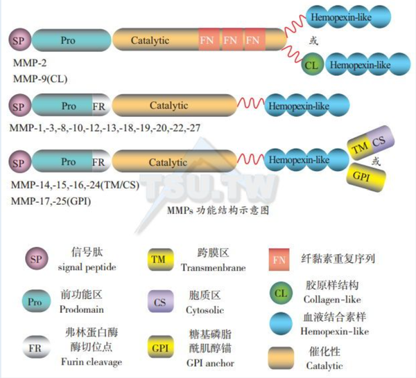 基质金属蛋白酶Matrix metalloproteinases 知乎