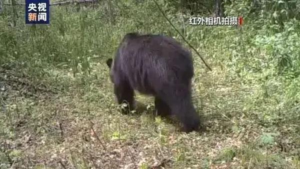 黑龙江:东北虎战"熊瞎子",谁是赢家?