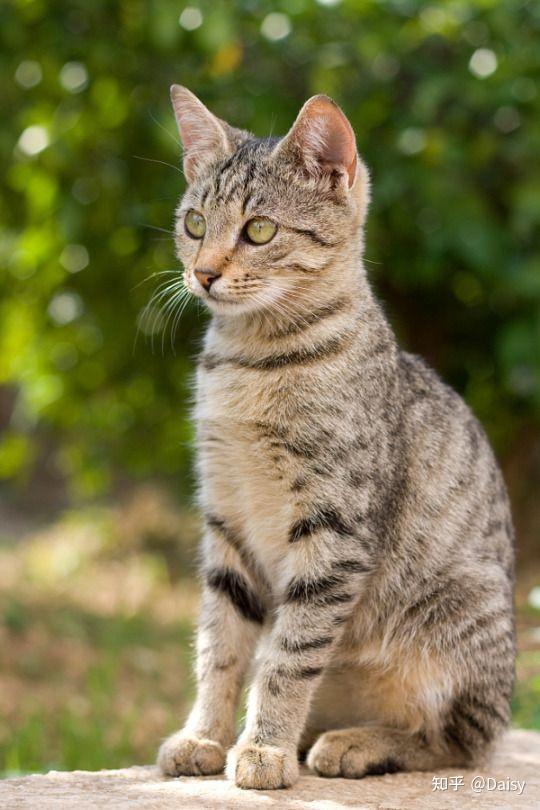 中华田园猫丨狸花猫