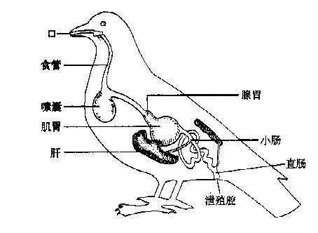 鸟类泄殖腔示意图