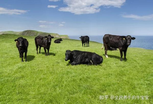 "安格斯牛"的躯体特征外貌安格斯牛一般指黑色牛种,被普遍认为黑牛种