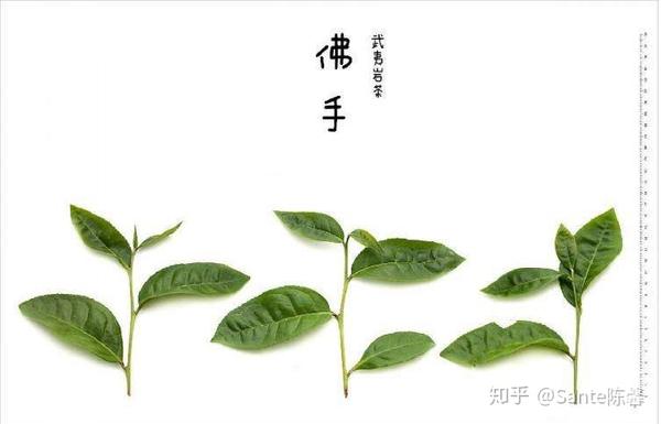 评茶篇13武夷岩茶之佛手雪梨