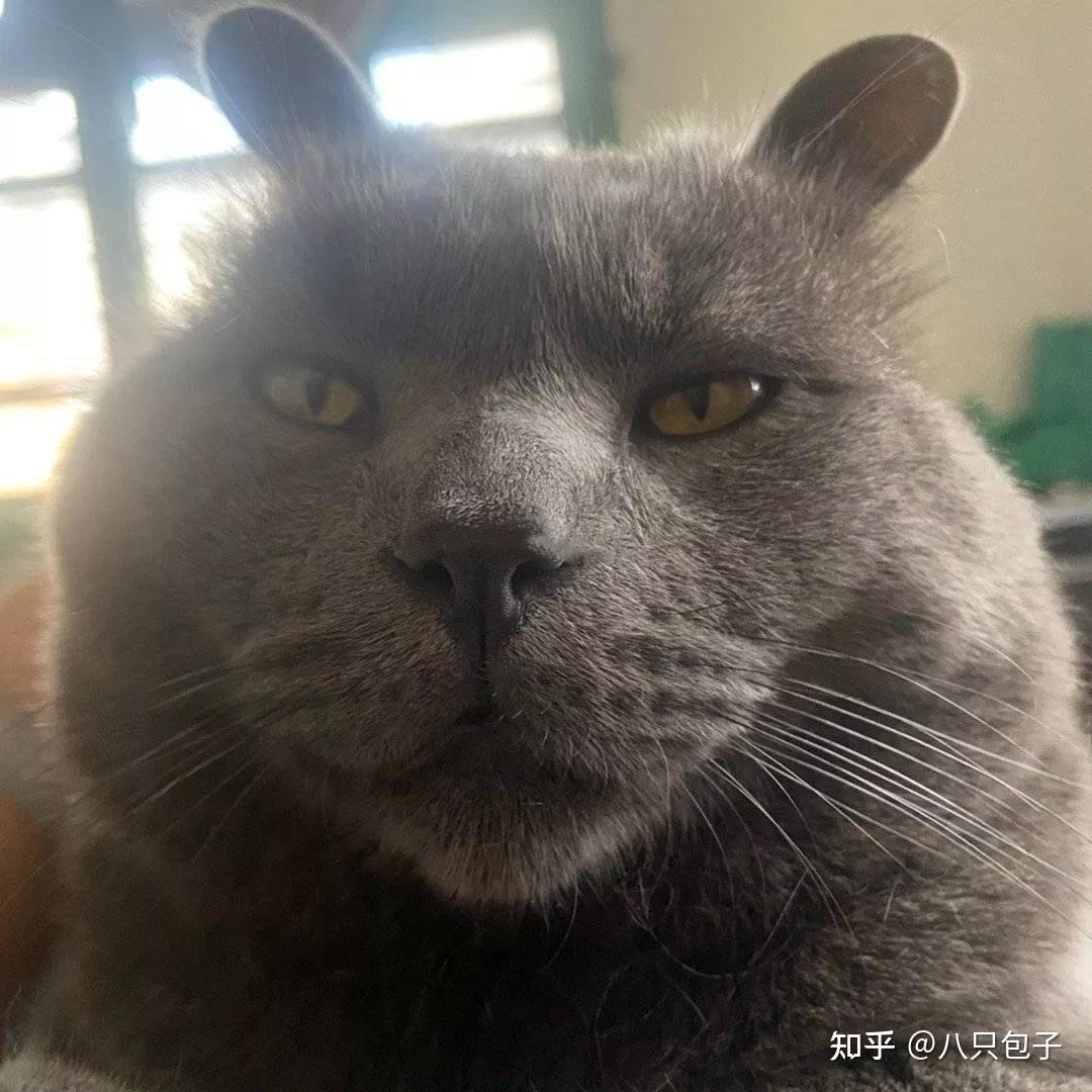 想看看丑丑的小猫咪,有哪些丑萌丑萌的猫猫图看嘛?