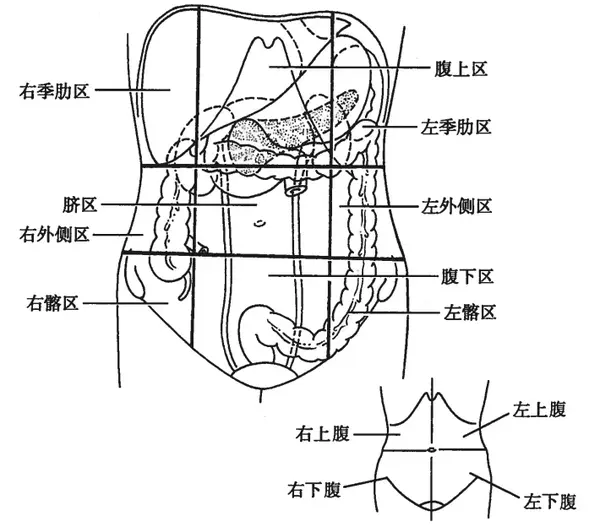 腹部分区 腹前外侧壁的层次